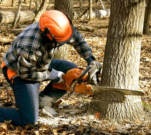 Tree Removal in Aberdeen Proving Ground, MD